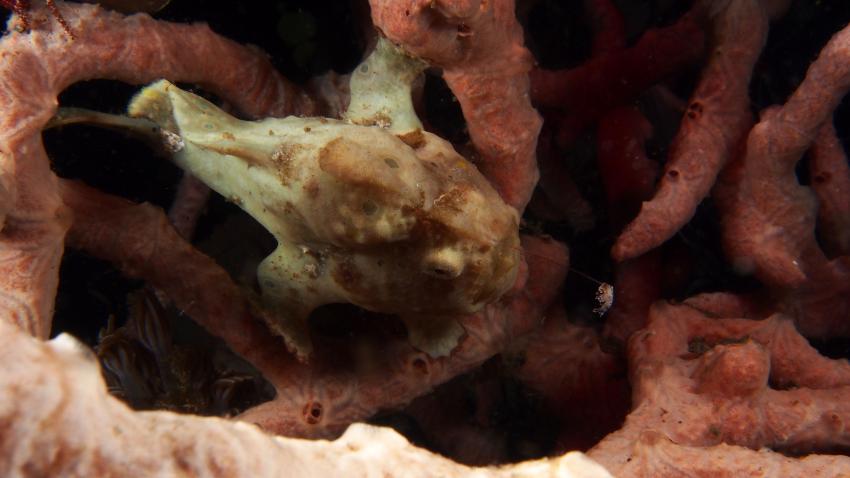 Frogfishmania Part 3, Lembeh Strait,Nord Sulawesi,Indonesien,Anglerfisch,Frogfisch