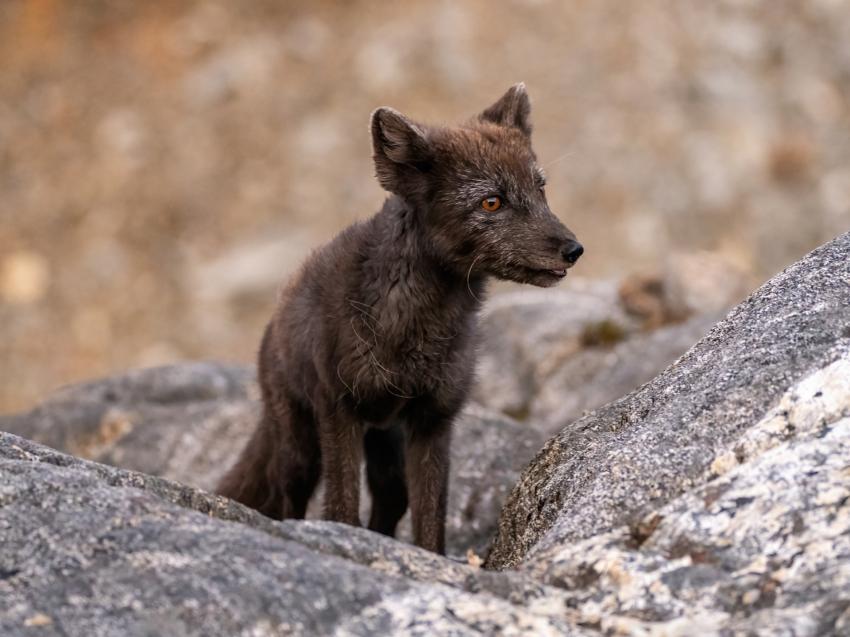 Polarfuchs, Northern Explorers, Ostküste, Grönland