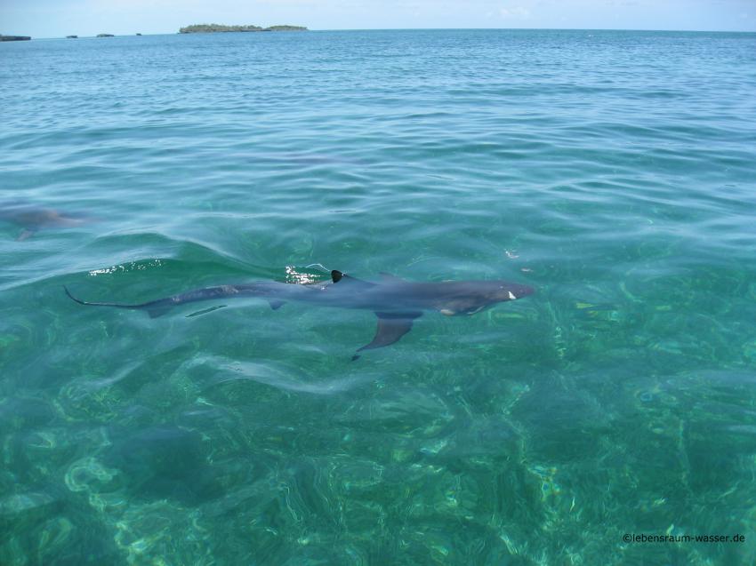 Grand Cay Sharkschool, Grand Cay,Bahamas,Schwarzspitzenhaie