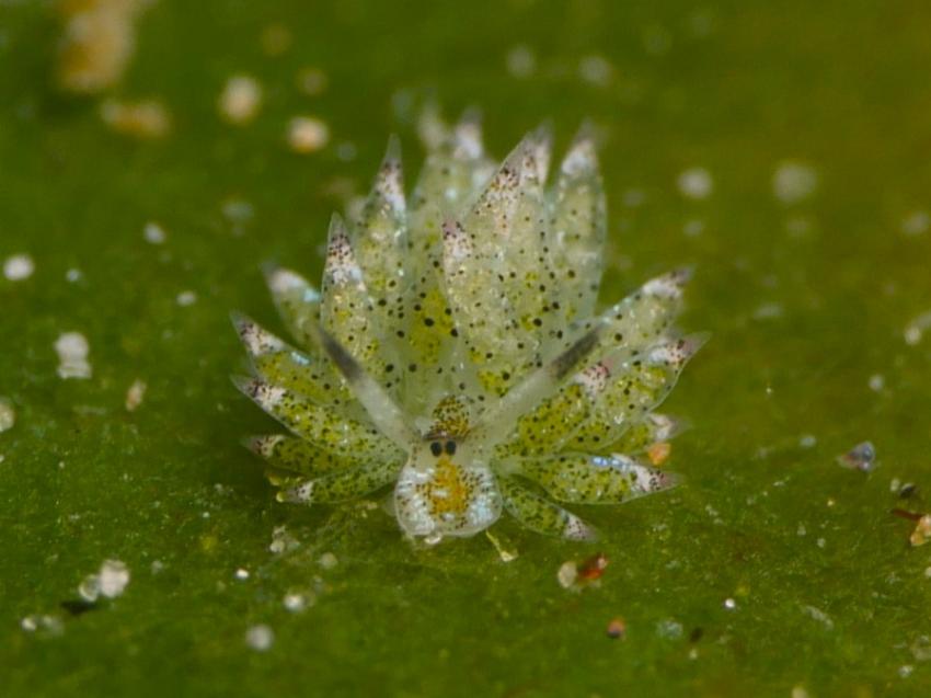 Atmosphere Resort & Dive Center Negros, Dauin, Philippinen