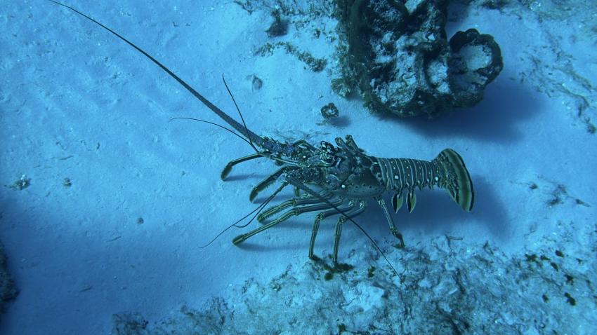 Cozumel Dive School, Mexiko