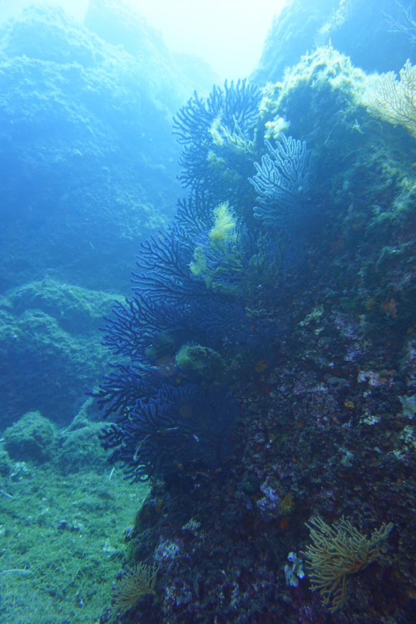 Mio Palmo Plongees, Hyeres, Frankreich