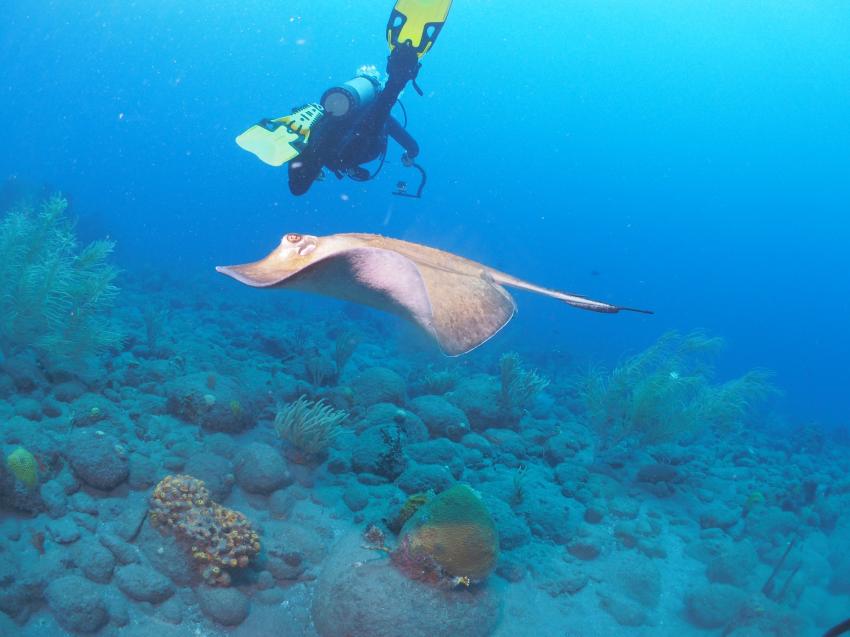 Sea Saba Dive Center, Niederländische Antillen, Saba