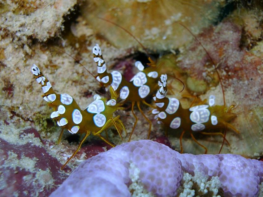 Nuweiba, Nuweiba (Nord-Sinai),Ägypten,Garnelen,Partnergarnelen,Harlekingarnelen