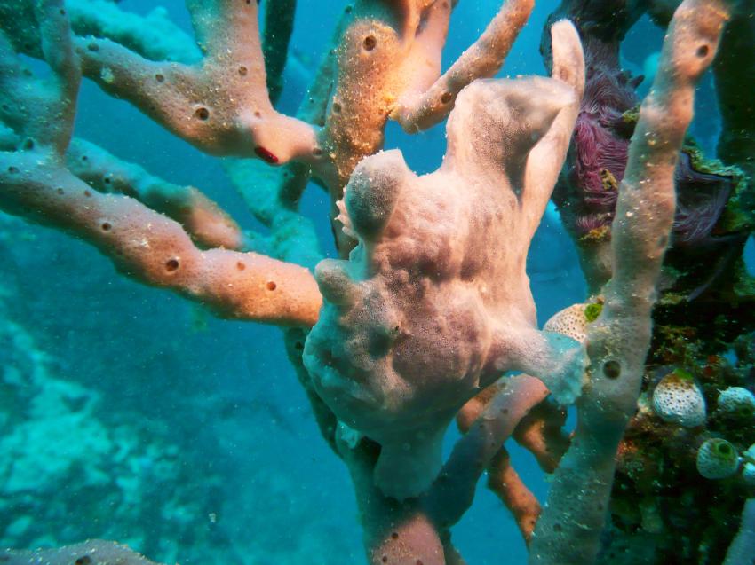 Ellaidhoo, Ellaidhoo,Ari-Atoll,Malediven,Anglerfisch,auf einer Koralle sitzend