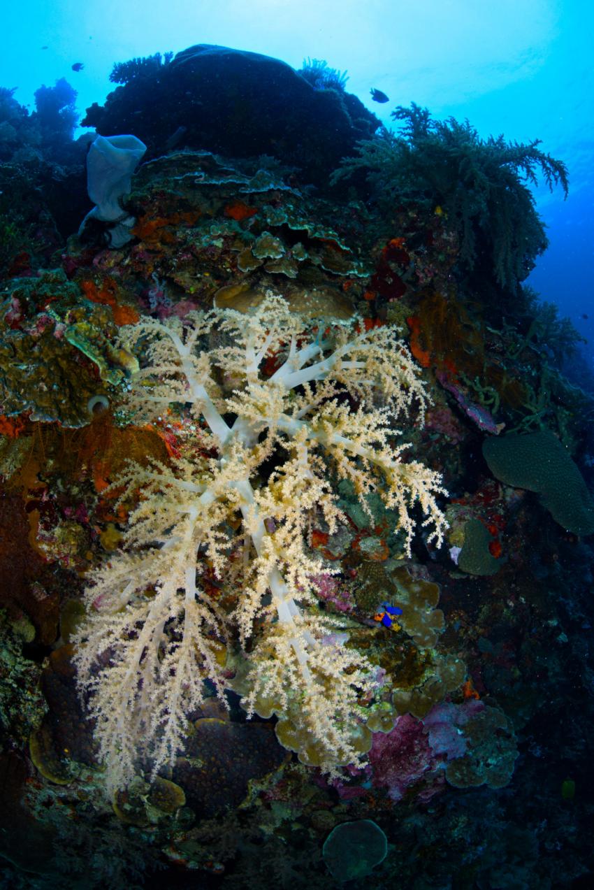 Oceana Dive Resort, Gorontalo, Indonesien, Sulawesi