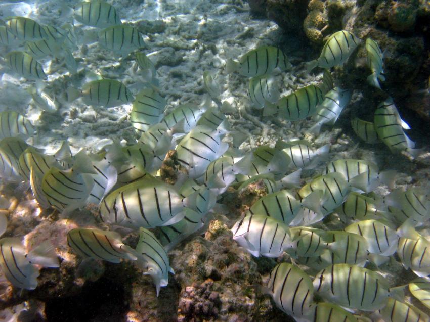 Embudu / Süd Male Atoll