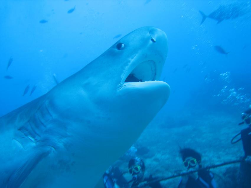 The Bistro - Full of Sharks, Beqa Lagoon,Fidschi,Hai,Maul auf,Fütterung,anfüttern,Taucher,Zuschauer,Arena