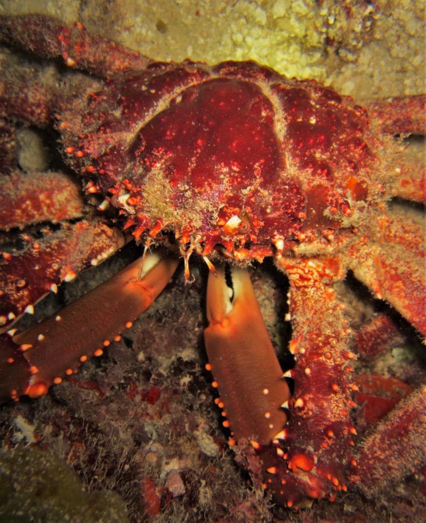 "King Crab", Felipes Diving, Providencia, Kolumbien