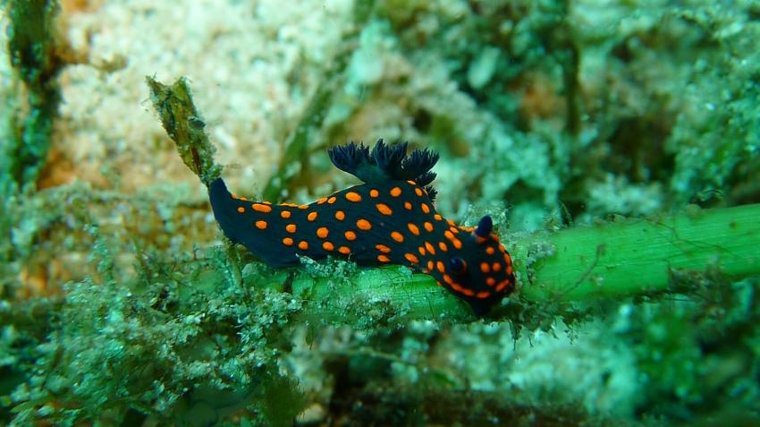 Dive Spot Asia, Dalaguete, Cebu, Philippinen