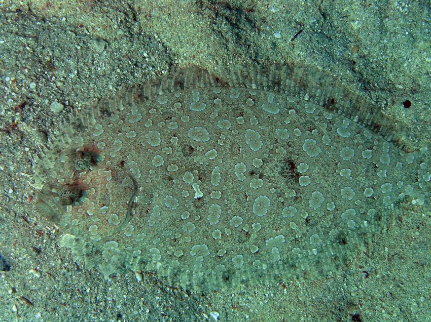 Brayka Bay, Brayka Bay,Ägypten