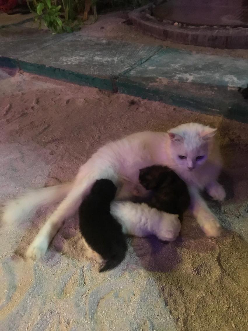 Die süßen Katzen des Hauses, Mamakatze mit ihren Babys, ein weißes, ein schwarzes und ein getiegertes, Shamar Divers Maamigili, Malediven