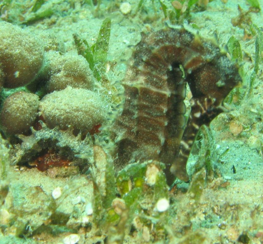 Dive Point, Dahab