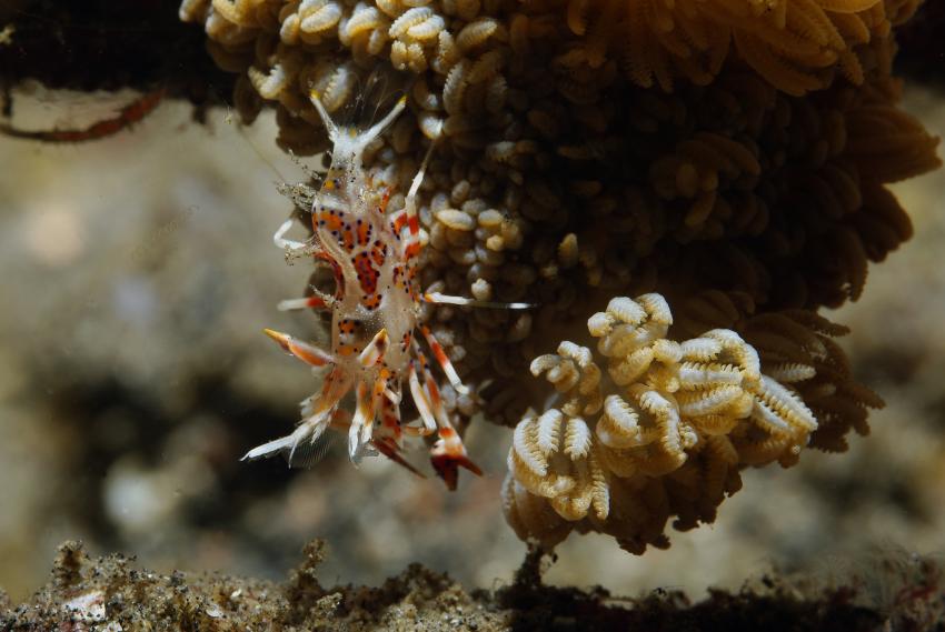 Diverse Tauchplätze, Unterkunft Black Sand Dive Retreat, Sulawesi