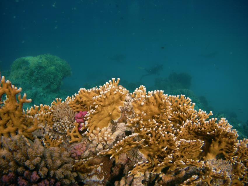 Coraya Divers Brayka Bay, Ägypten, Marsa Alam und südlich
