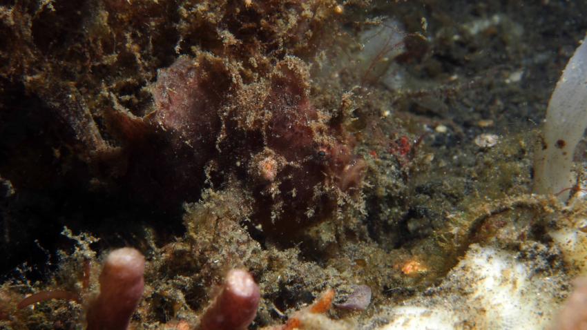 Frogfishmania - never stops at Lembeh, Lembeh Strait,Nord Sulawesi,Indonesien