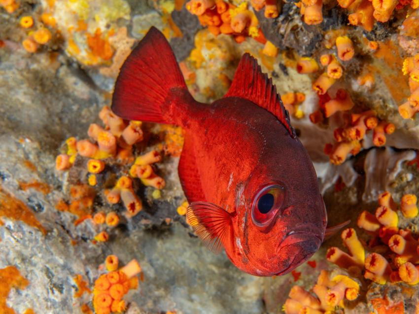 Dive São Tomé, Sao Tome und Principe