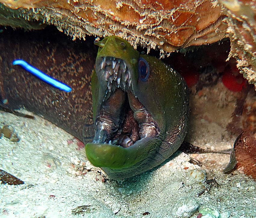 Karafuu Diving (Wimbi Diving), Zanzibar, Tansania