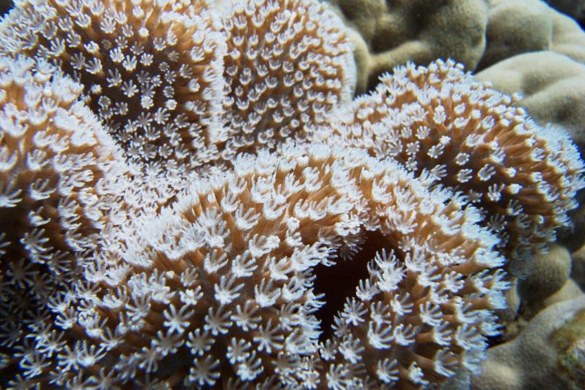 Big Blue Mashraba, Dahab, Ägypten, Sinai-Nord ab Dahab