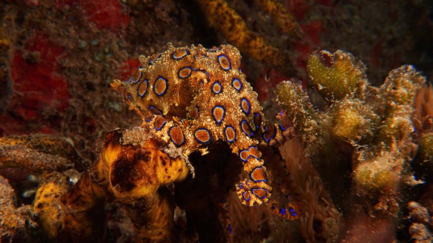 Bluering Octopus, Blauring Oktopus, Blauringoktopus, Alami Alor Dive Resort, Indonesien, Allgemein
