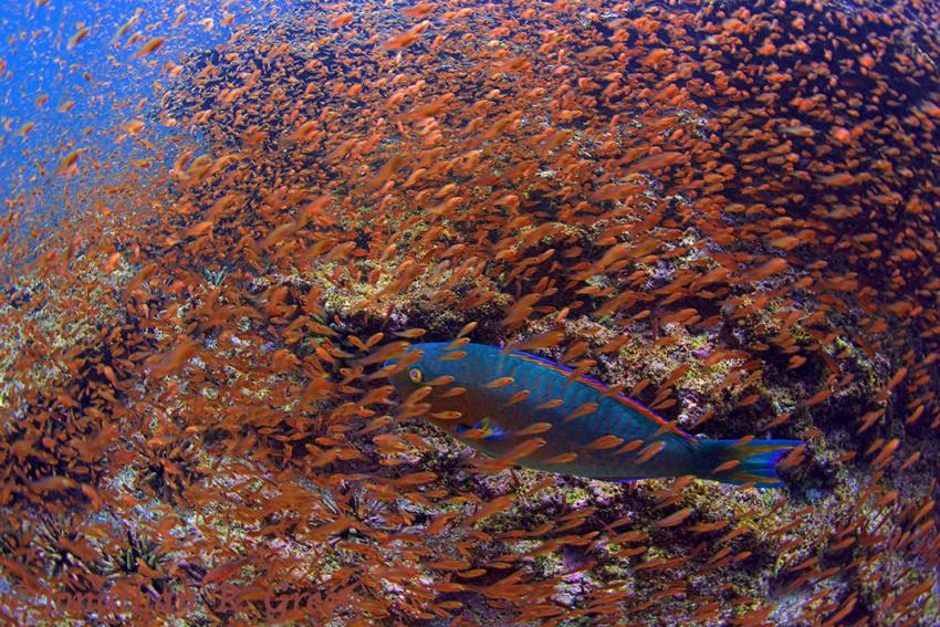 Papageien-fisch umgeben von vielen kleineren Fischen, Galapagos, Tauchen, Tauchsafari, Papageien-fisch, Galapagos Shark Diving, Ecuador