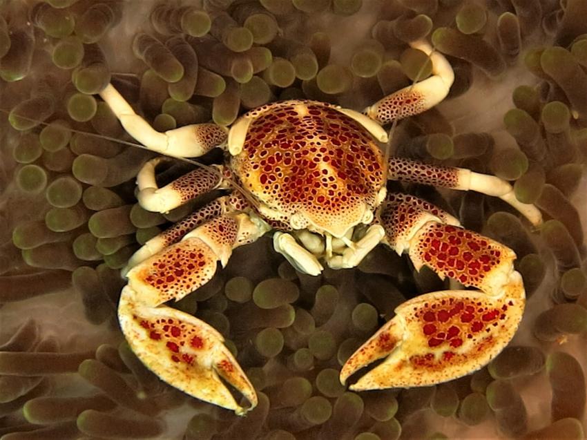 BADLADZ Beach and Dive Resort  - Puerto Galera, Philippinen