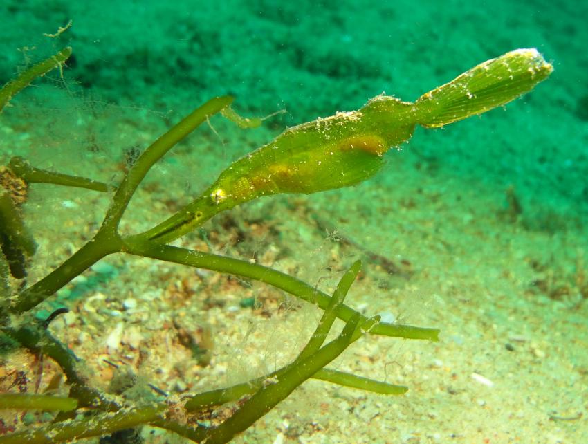 Bei den Cocktail Divers im Garden of Eden, Mindoro,Philippinen