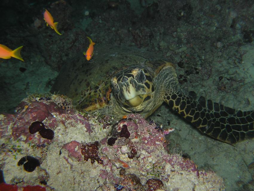 Ellaidhoo, Ellaidhoo,Ari-Atoll,Malediven,Meeresschildkröten