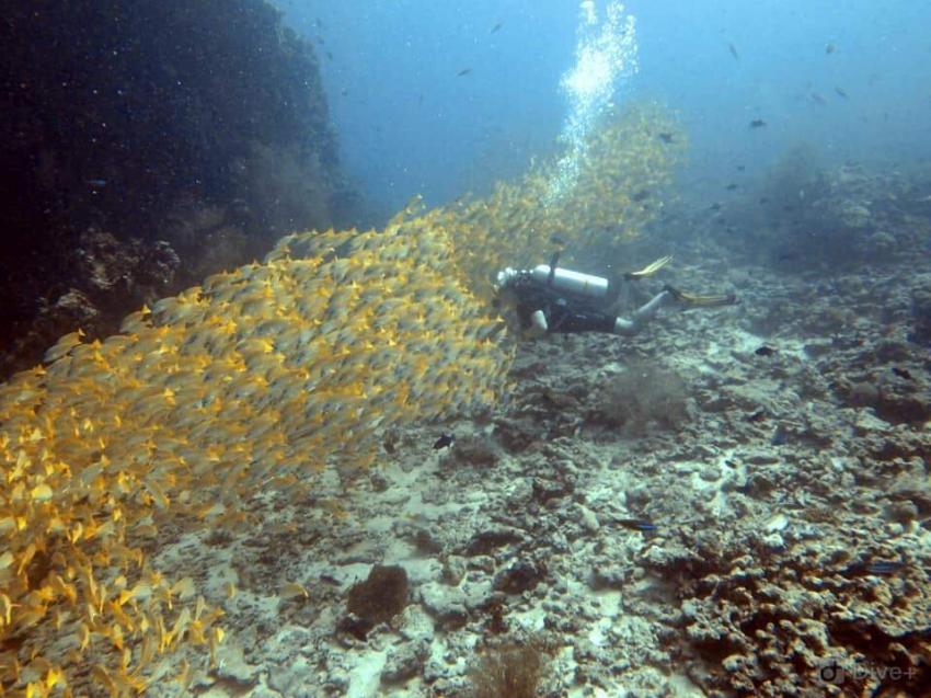 Dive Oceanus, Sun Island Resort, Süd Ari Atoll, ex Little Mermaid, Malediven