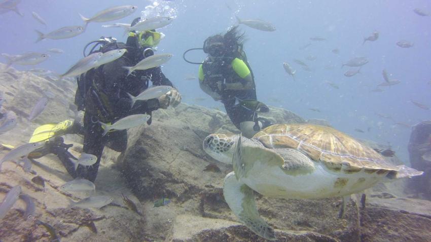 Schildkröten, oceantrek tauchen Teneriffa, Adeje Tauchclub Ocean Trek, Teneriffa, Spanien, Kanaren (Kanarische Inseln)