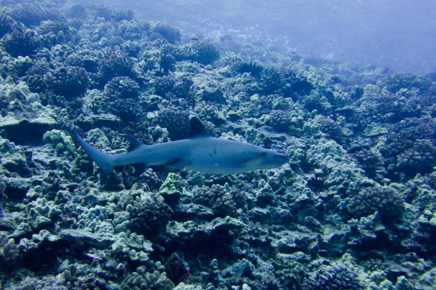 Shark Condos, Molokini Island,Maui,Hawaii,USA