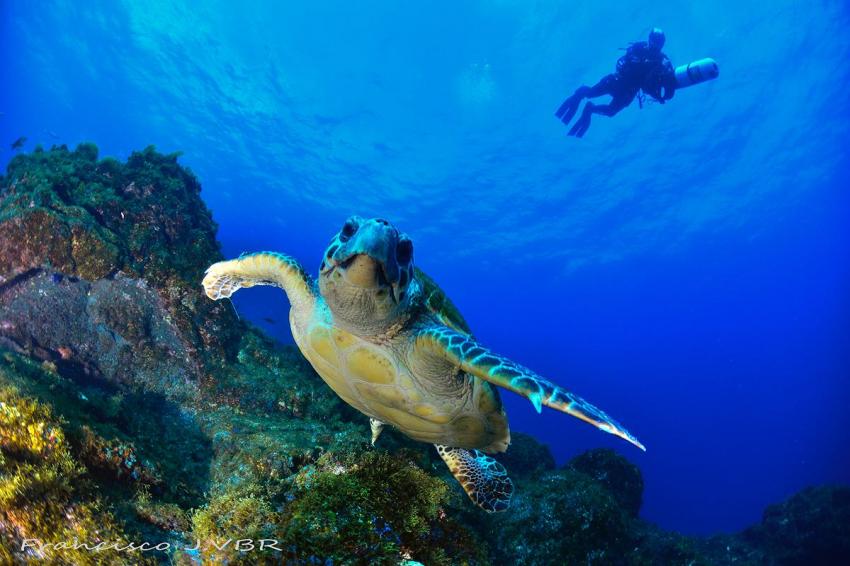 Scootern mit Schildkröte, Punkfish Diving La Palma, Spanien, Kanaren (Kanarische Inseln)