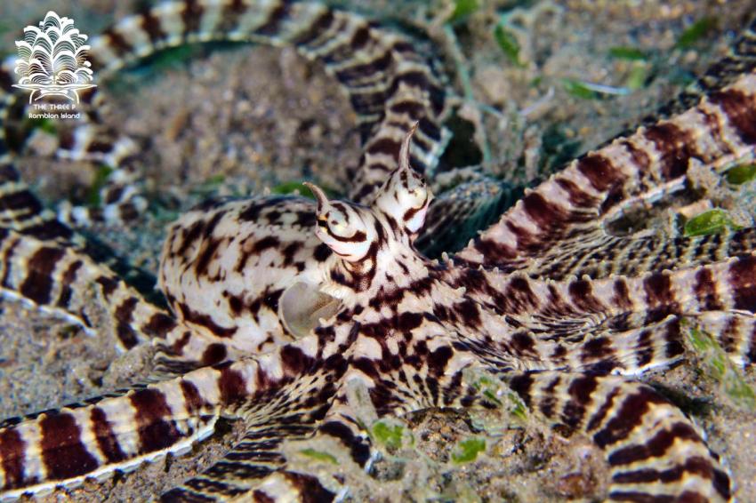 Thaumoctopus mimicus (The Mimic octopus), The Three P Romblon Island , Thaumoctopus mimicus, The Mimic octopus, Tauchen, Romblon Island, The Three P, The Three P Beach Resort and Dive Center, Philippinen
