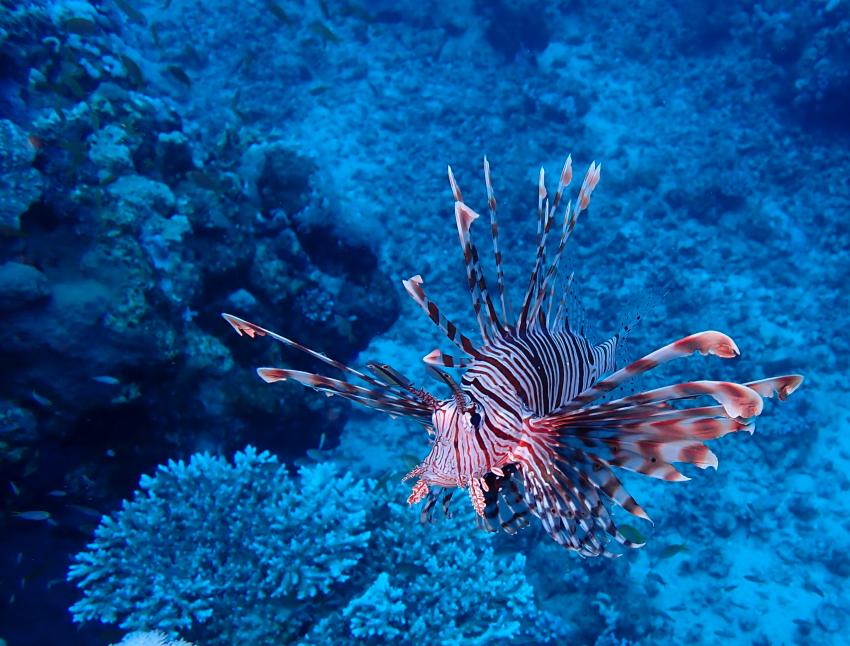 Atlantik Diving Center, Ägypten, El Quseir bis Port Ghalib
