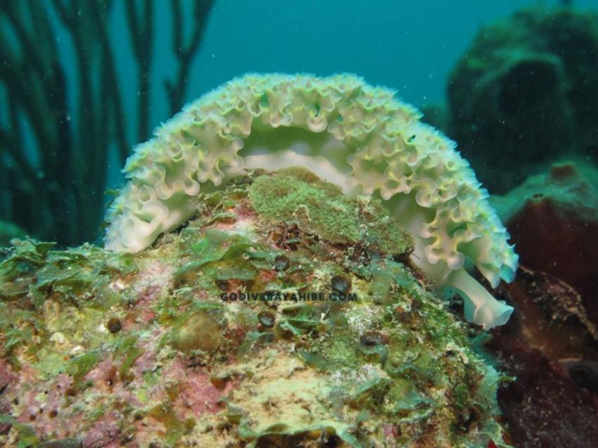 Schnecke, GO DIVE Bayahibe, Dominikanische Republik