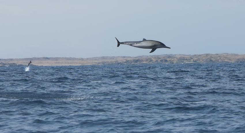 Delfin springt