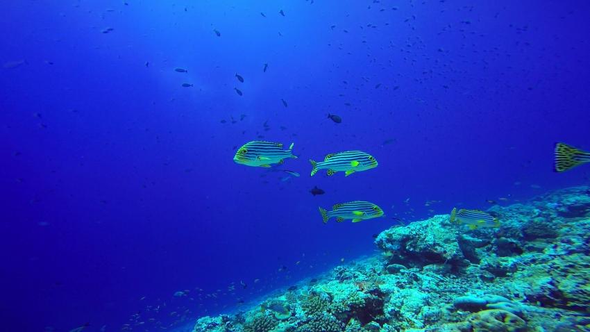 Aeolus Diving, Fihalhohi, Malediven