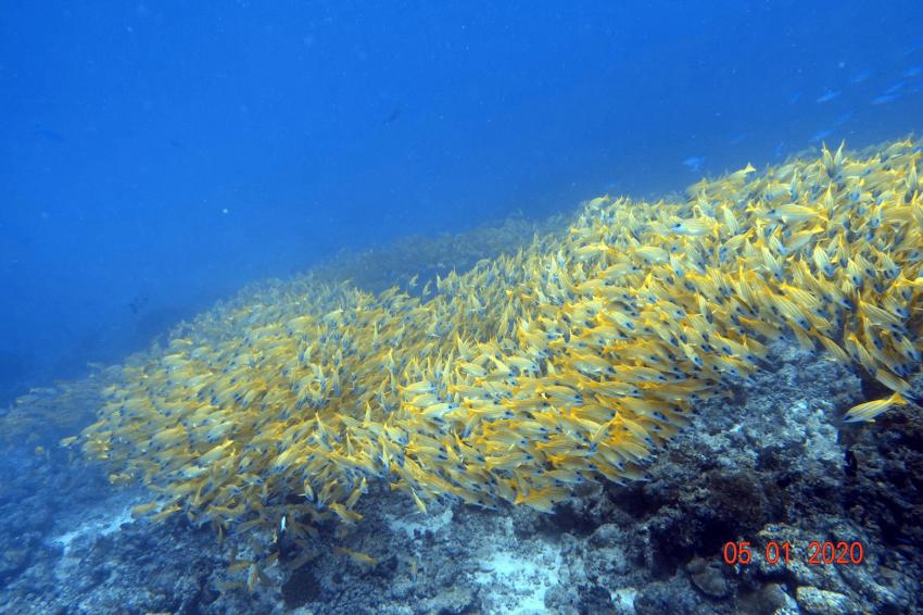 Shamar Divers Maamigili, Malediven