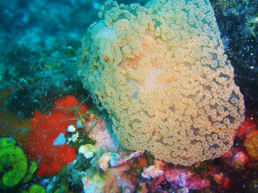 Trogir Diving Center Okrug Gornij, Trogir,Kroatien