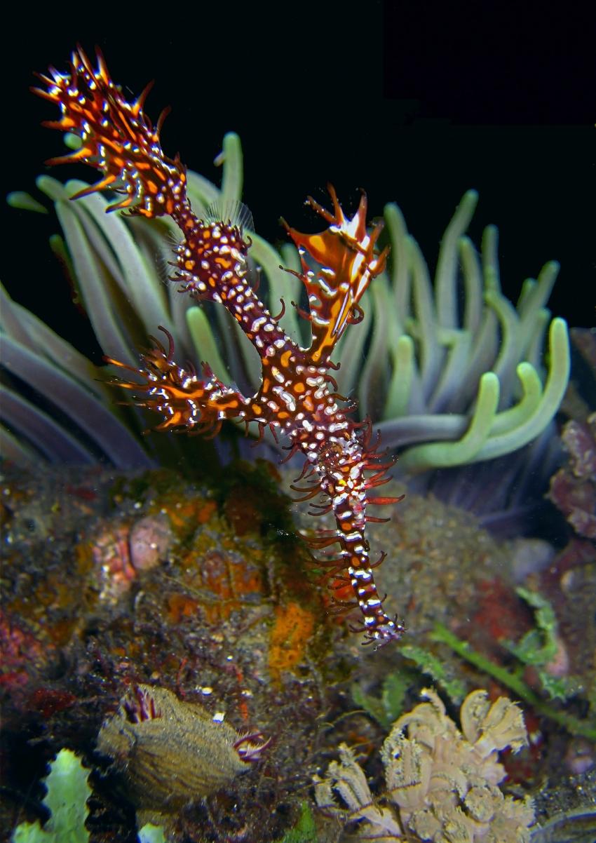 Gangga Island, Gangga Island,Nord-Sulawesi,Indonesien,Geisterpfeifenfisch