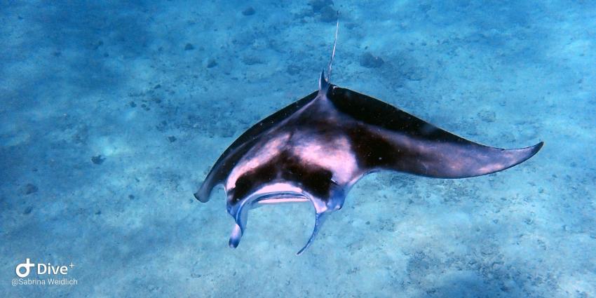 Shamar Divers Maamigili, Malediven