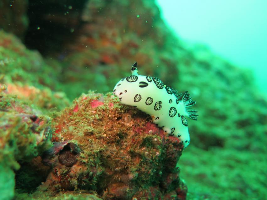 Nacktschnecke am Fahal Island, Extra Divers, Sifawy Boutique Hotel, Sifah, Oman