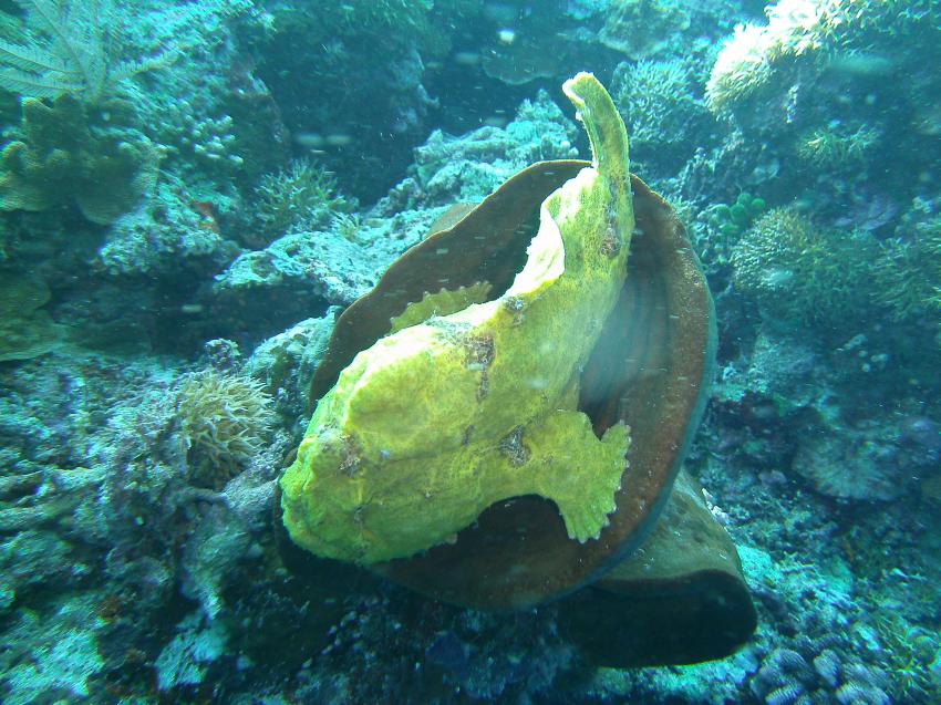 yellow frogfish, Lumbalumba Diving Resort, Manado, Sulawesi, Indonesien, Sulawesi