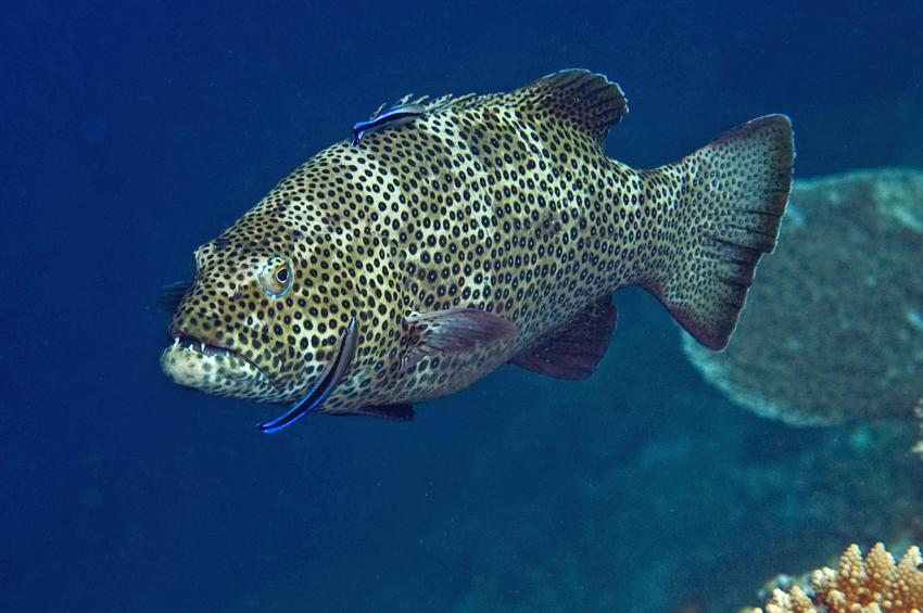 Ellaidho, Ari Atoll,Malediven,Dunkelflossen-Forellenbarsch,Plectropomus areolatus