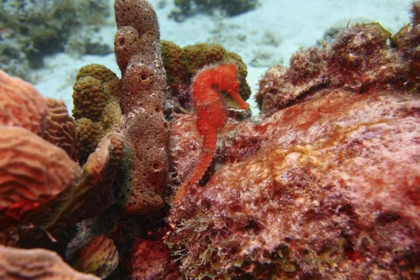 Nicht leicht zu finden, Curacao Divers (Sun Reef Village), Sint Michiel, Niederländische Antillen, Curaçao