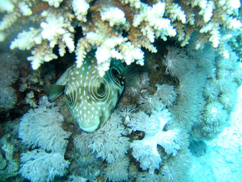 Marsa Alam - Hausriff Extra Divers