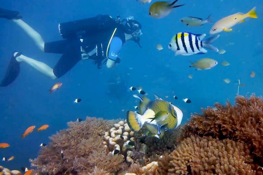 Dive site Kichwani at Mnemba, #fundiverszanzibar #local #padi #diveresort #nungwi #zanzibar #zanzibarisland #tanzania #eastafrica #indianocean #mnemba #kichwani #reef #corals #marinelife #oceanlove #scubadiving #scuba #diving #snorkeling #padicourses, Fun Divers Zanzibar, Nungwi, Tans