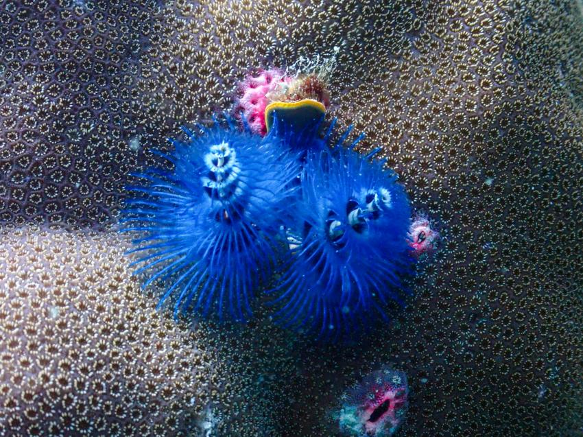 Christmas Tree Worm, Ocean Quest, Deep Sea Divers Den, Cairns, Australien