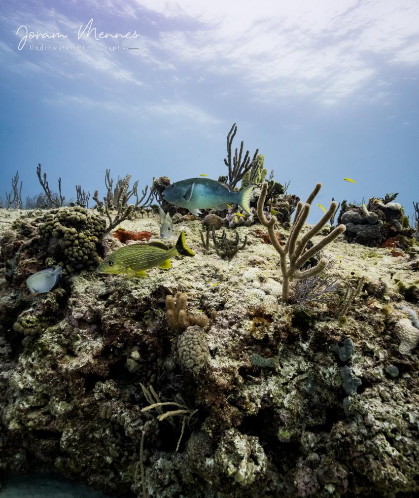 Tauchen in Playa del Carmen, Tauchen in Playa del Carmen, DeepDiveMexico, Deep Dive Mexico- Deutsche Tauchschule in Playa del Carmen, Mexiko