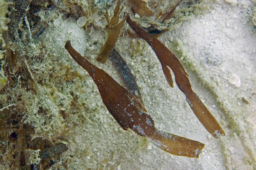 Lhaviyani Atoll Komandoo, Lhaviyani Atoll Komandoo,Malediven,Solenostomus cyanopterus,Ghostpipefish,Geisterpfeifenfisch
